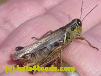 /home//u458753944/public_html/sourcegallery//Insects and small critters/grasshoppers and crickets (Orthoptera)/P1050989.JPG